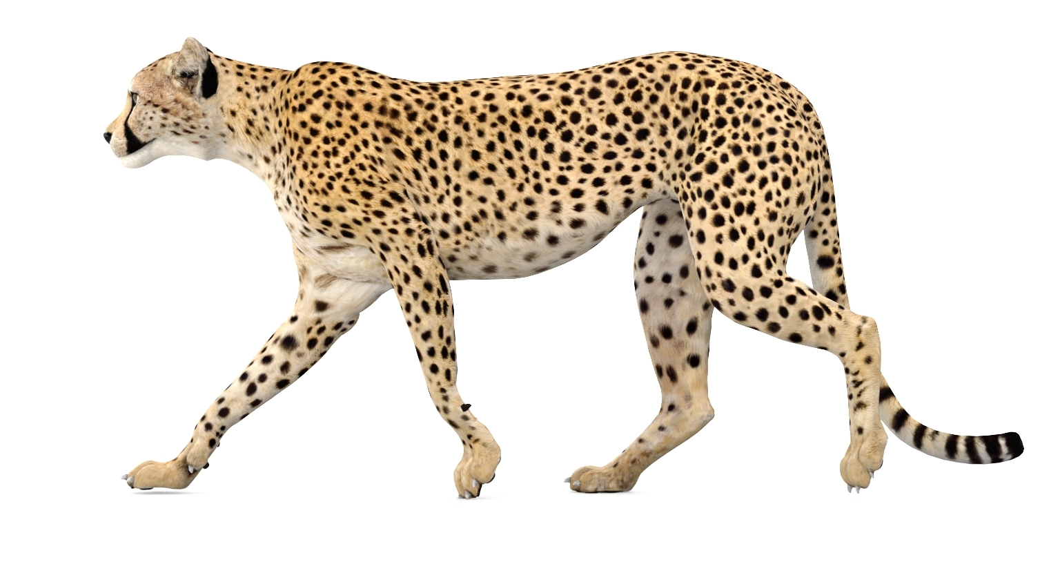 cheetah animated 3d model
