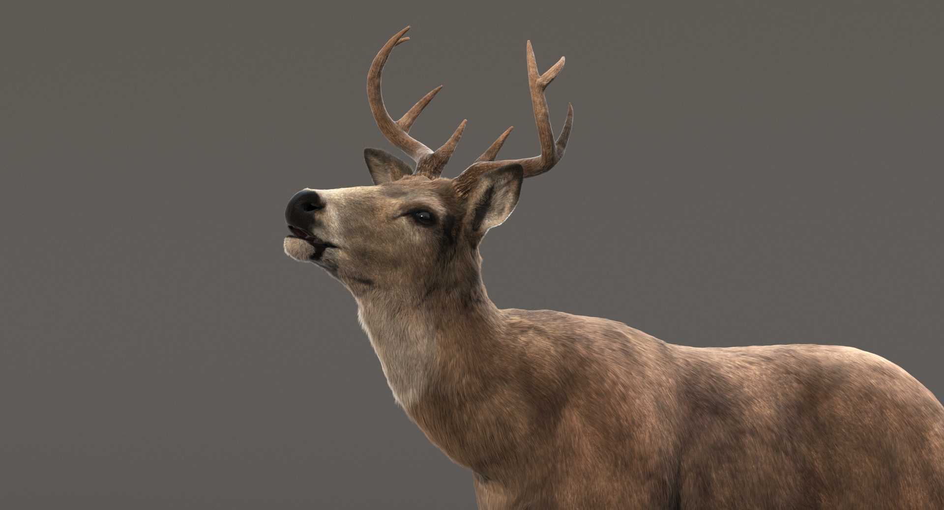 3d deer rigging animation fur hair model