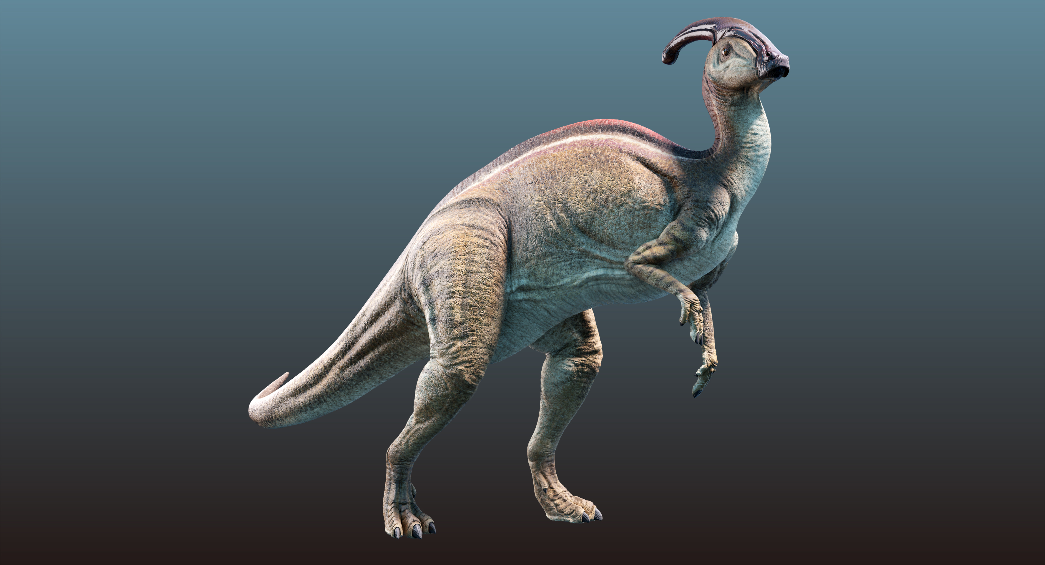parasaurolophus 3d