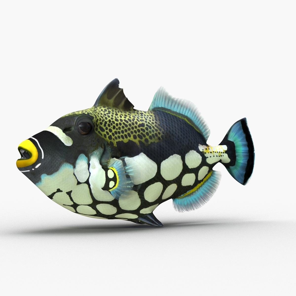 coral fishes rigged collection 3 for cinema 4d3d模型