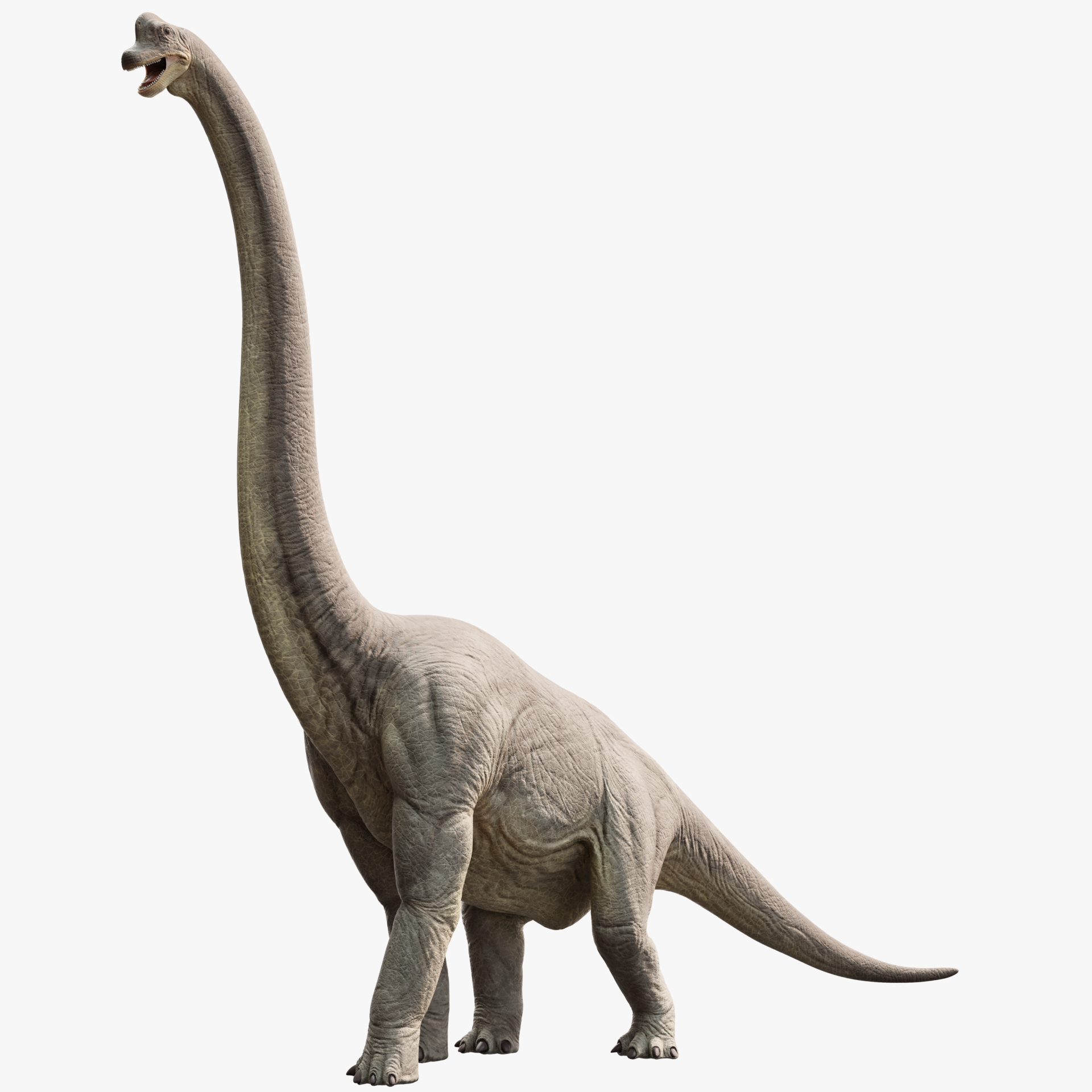 brachiosaurus animation model