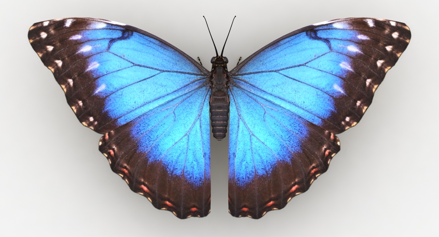 Сине белая бабочка
