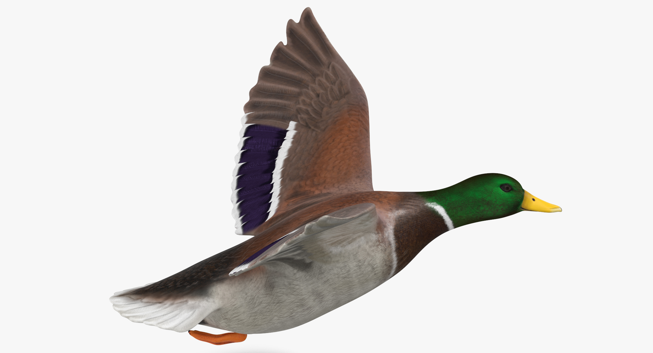 flying duck model