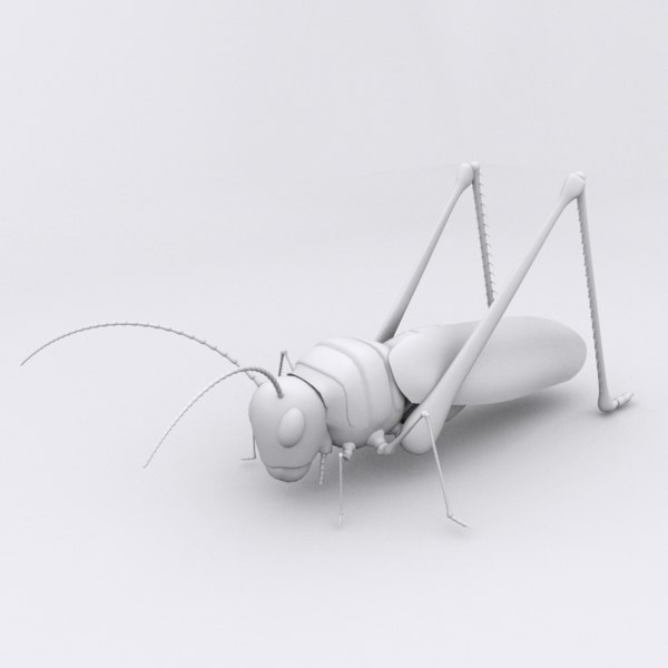 insect cricket