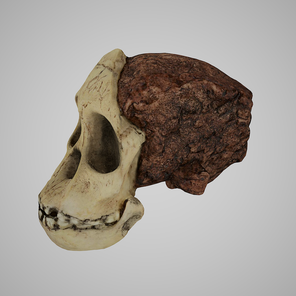 3d human skulls australopithecus africanus model