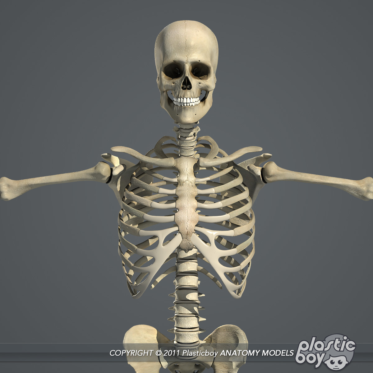 Rigged Human Female Skeletal D Model Turbosquid