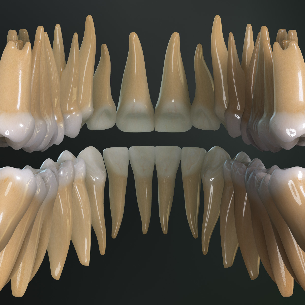 永久牙列3d模型