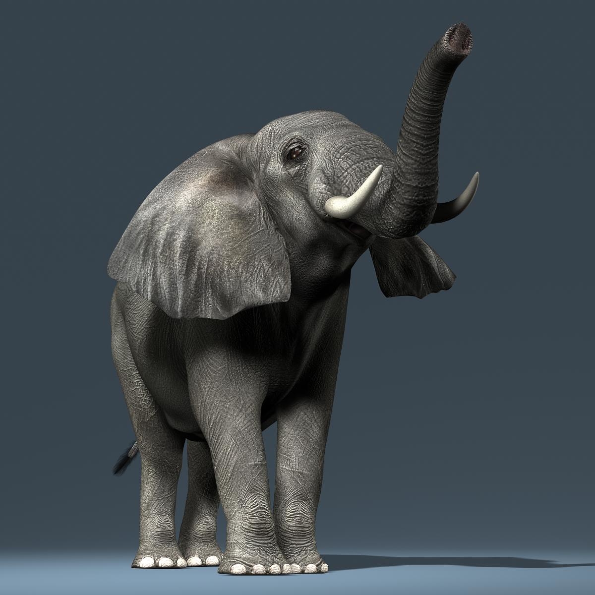 3d photorealistic african elephant rigged model