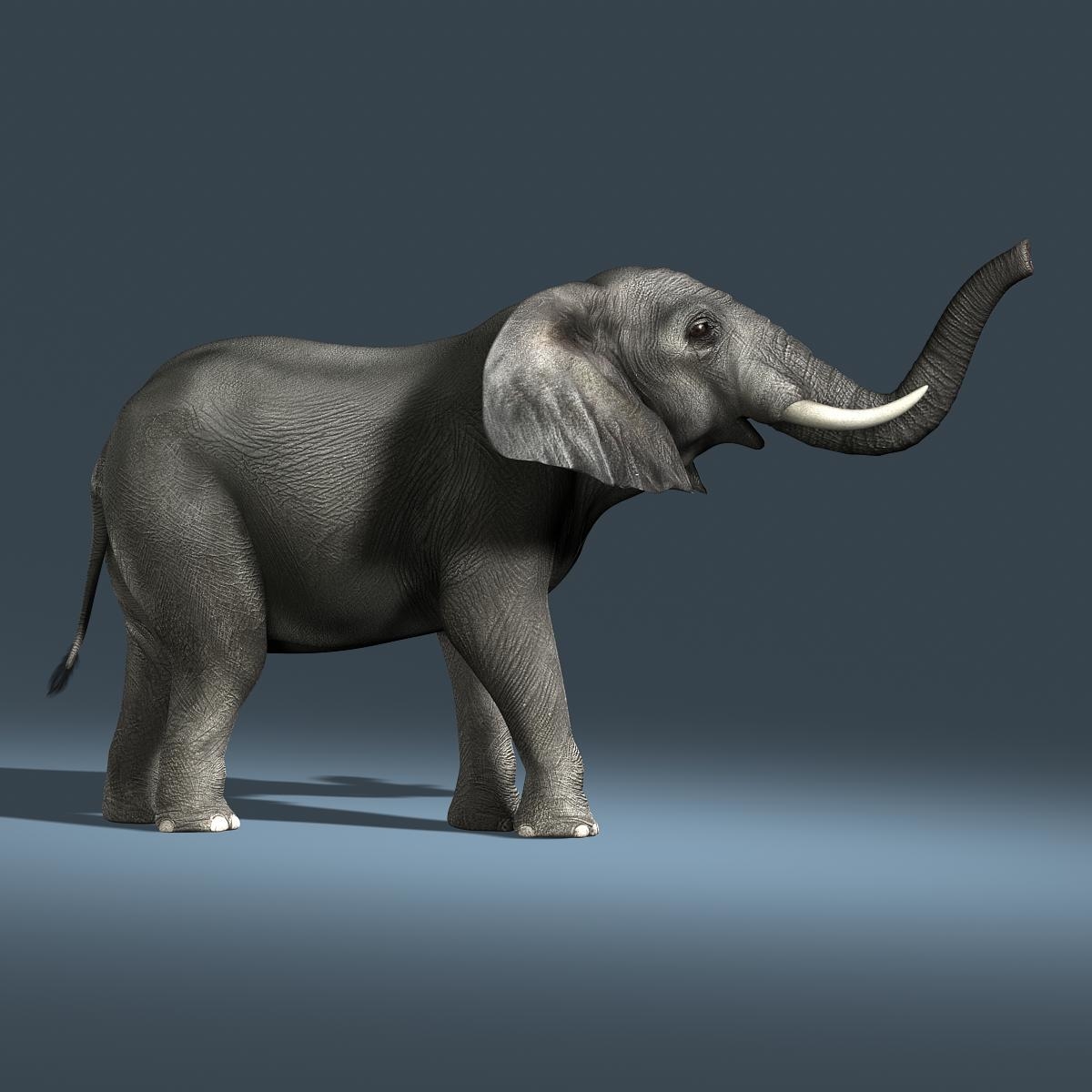 非洲大象(2)(rigged)3d模型