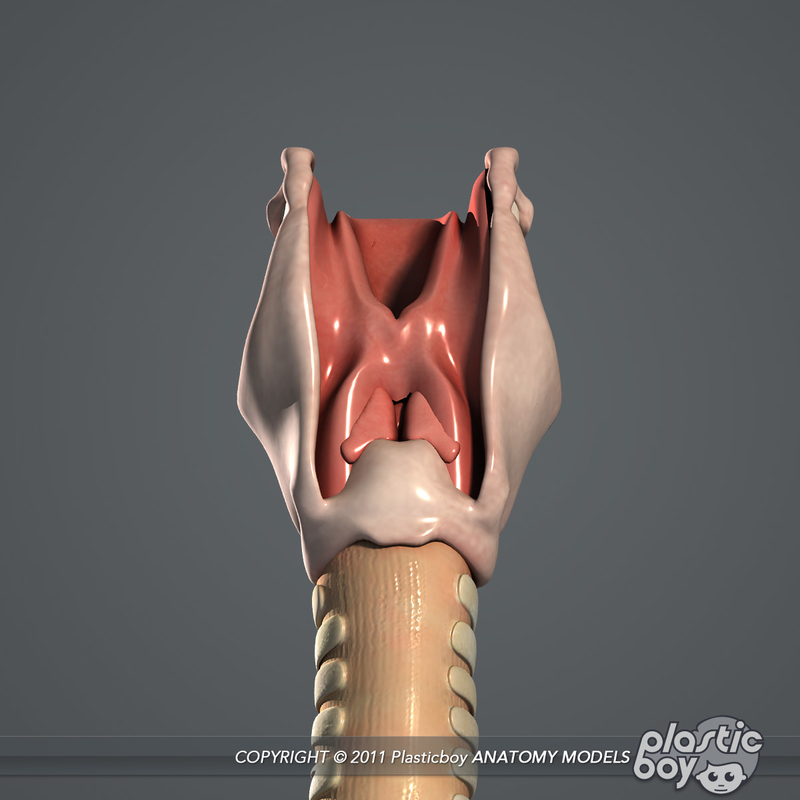 Medically Human Larynx D Model