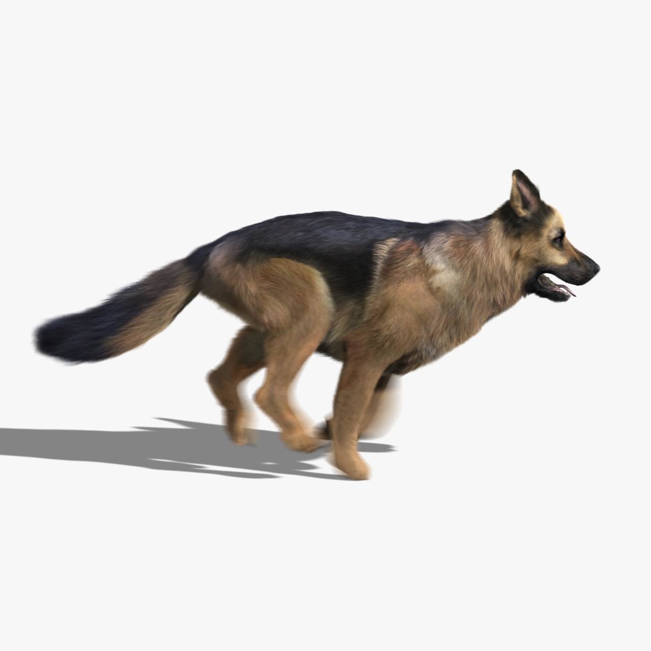 德国牧羊犬(fur)(动画)3d模型