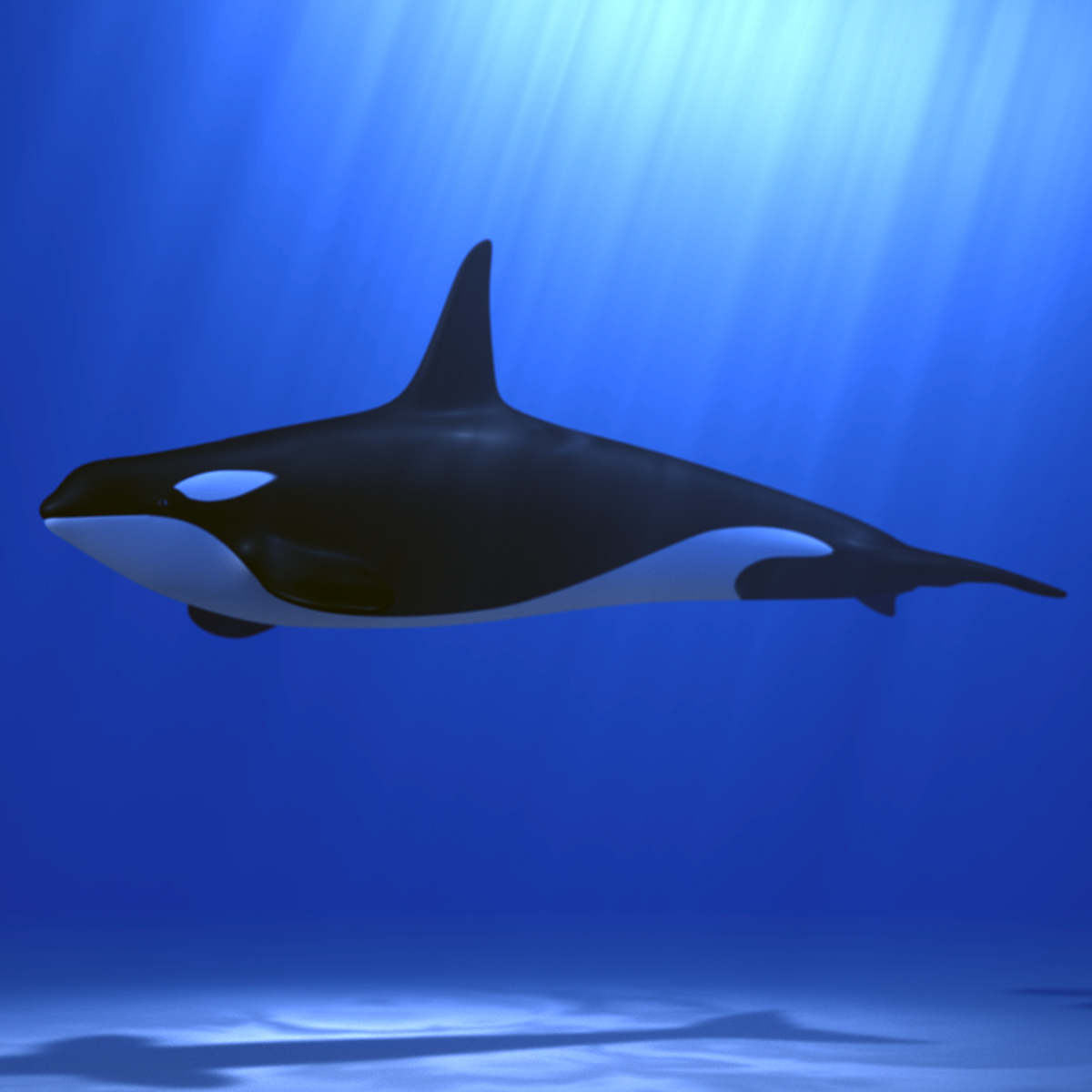 3dsmax killer whale orca