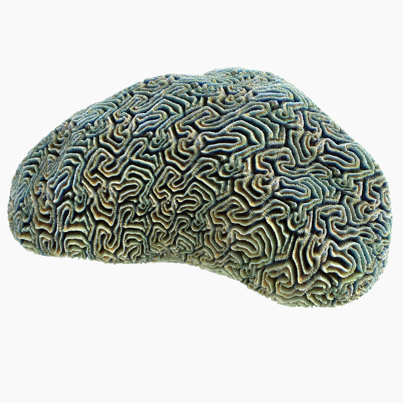 brain coral