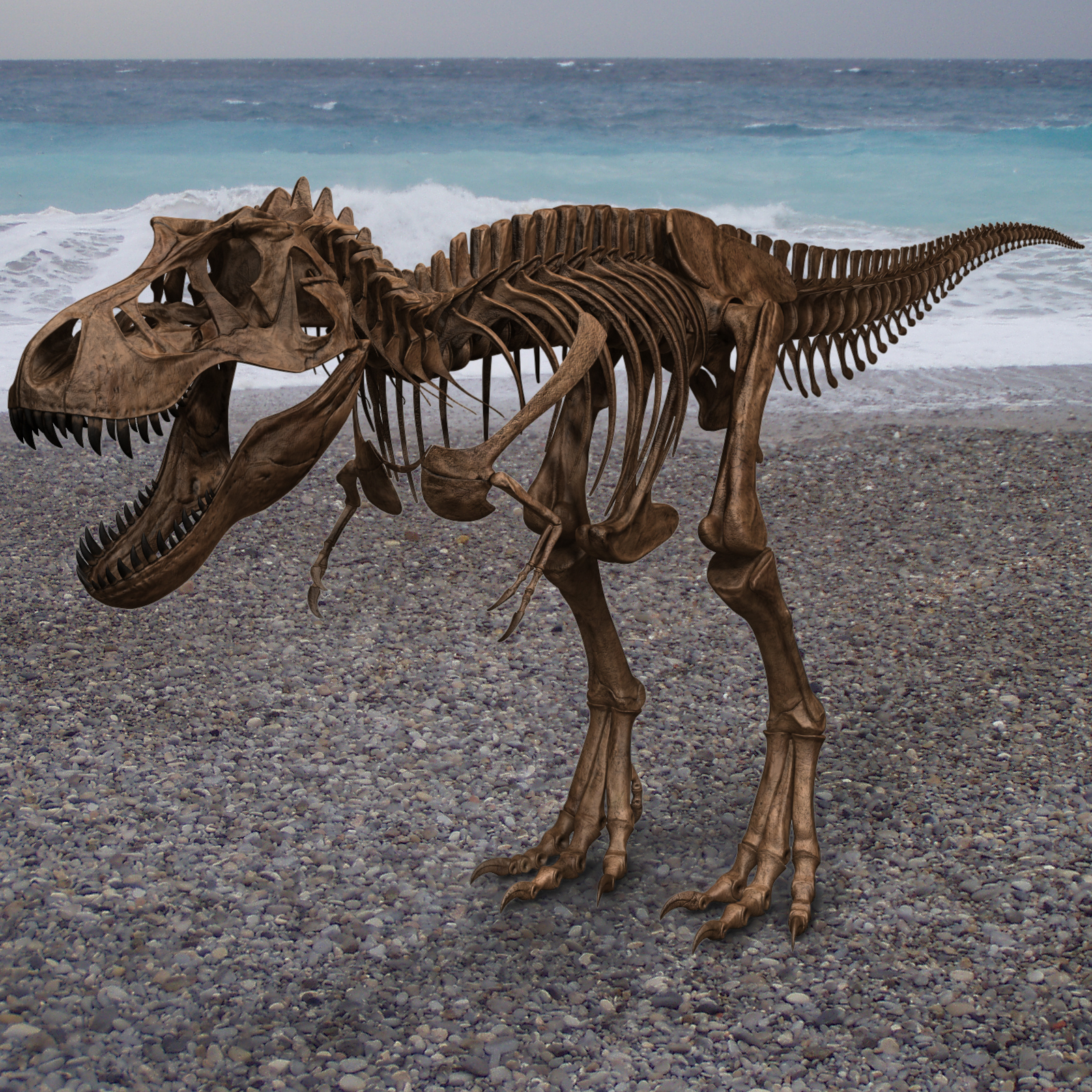 3d tyrannosaurus rex skeleton t-rex model