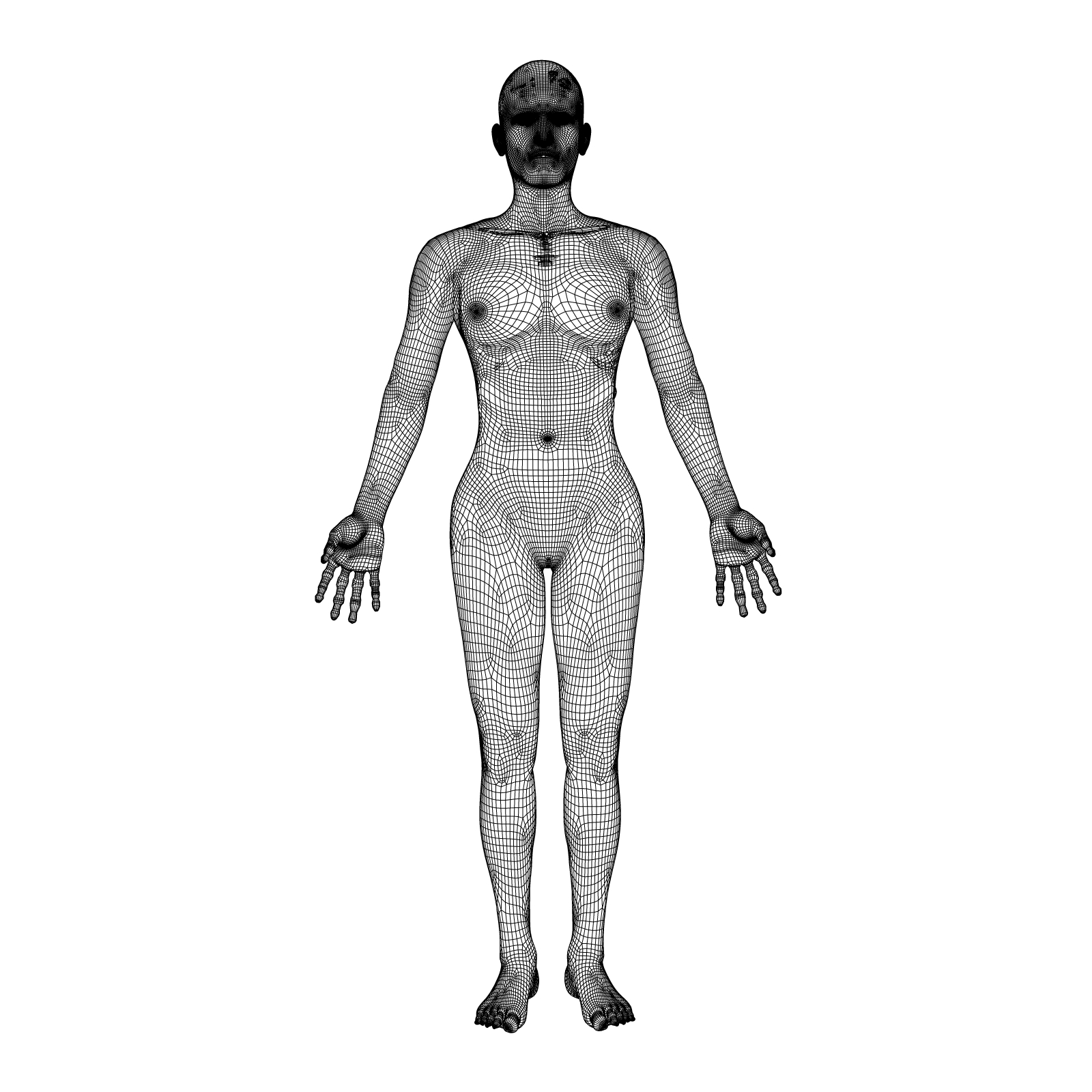 人体女性解剖学3d模型