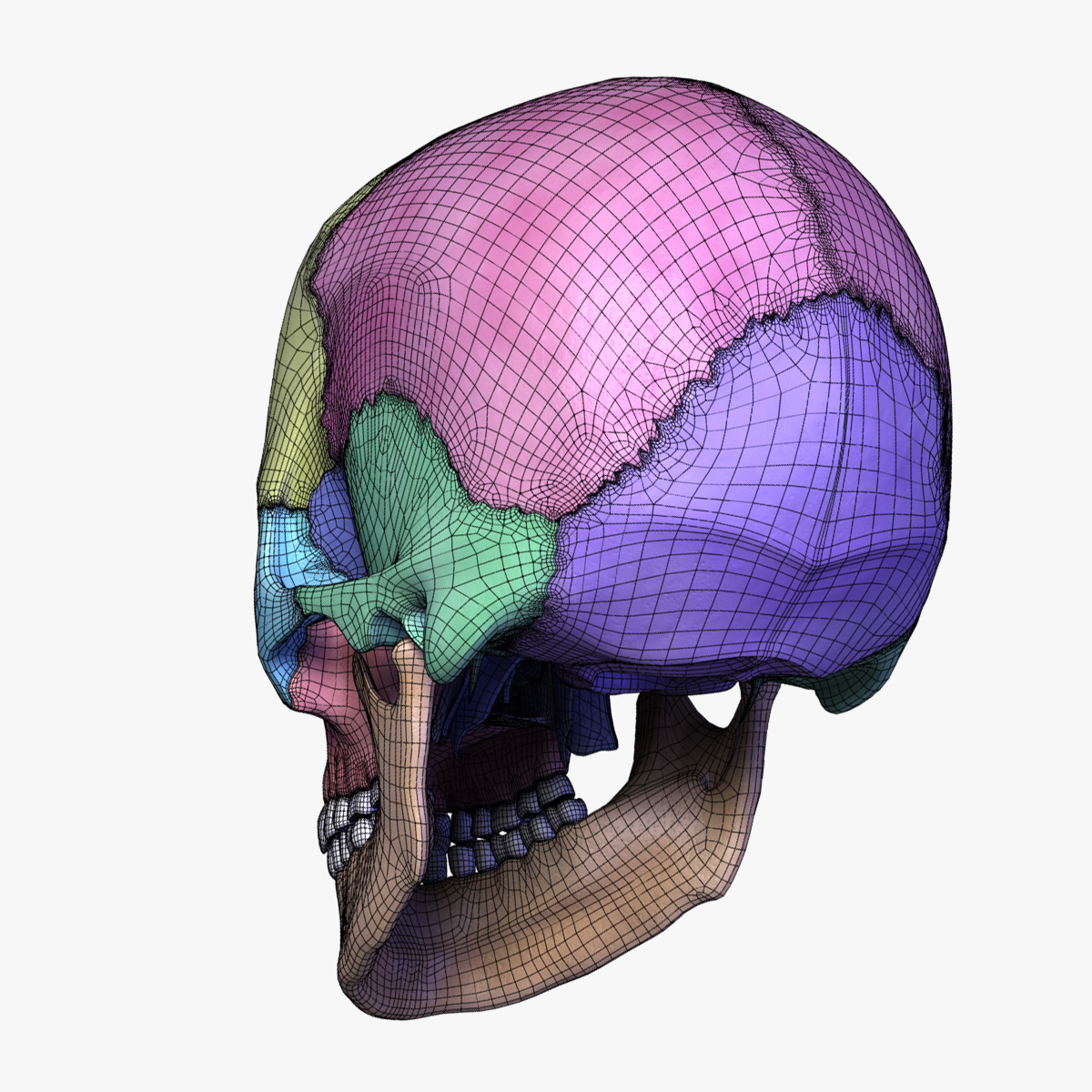 人体头骨与分离的骨头3d模型