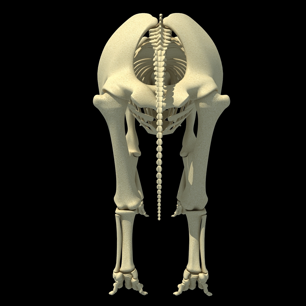 非洲大象骨架3d模型