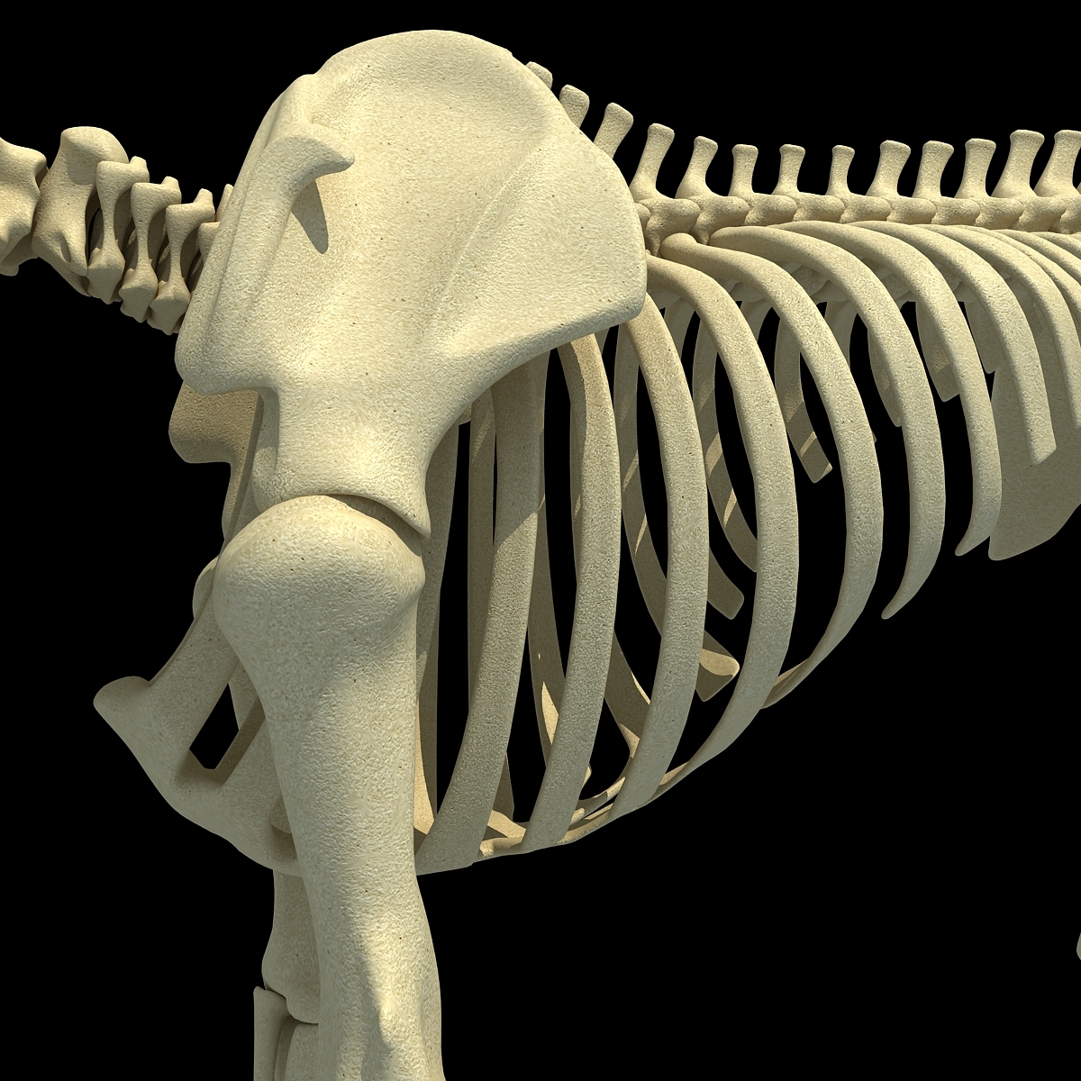非洲大象骨架3d模型
