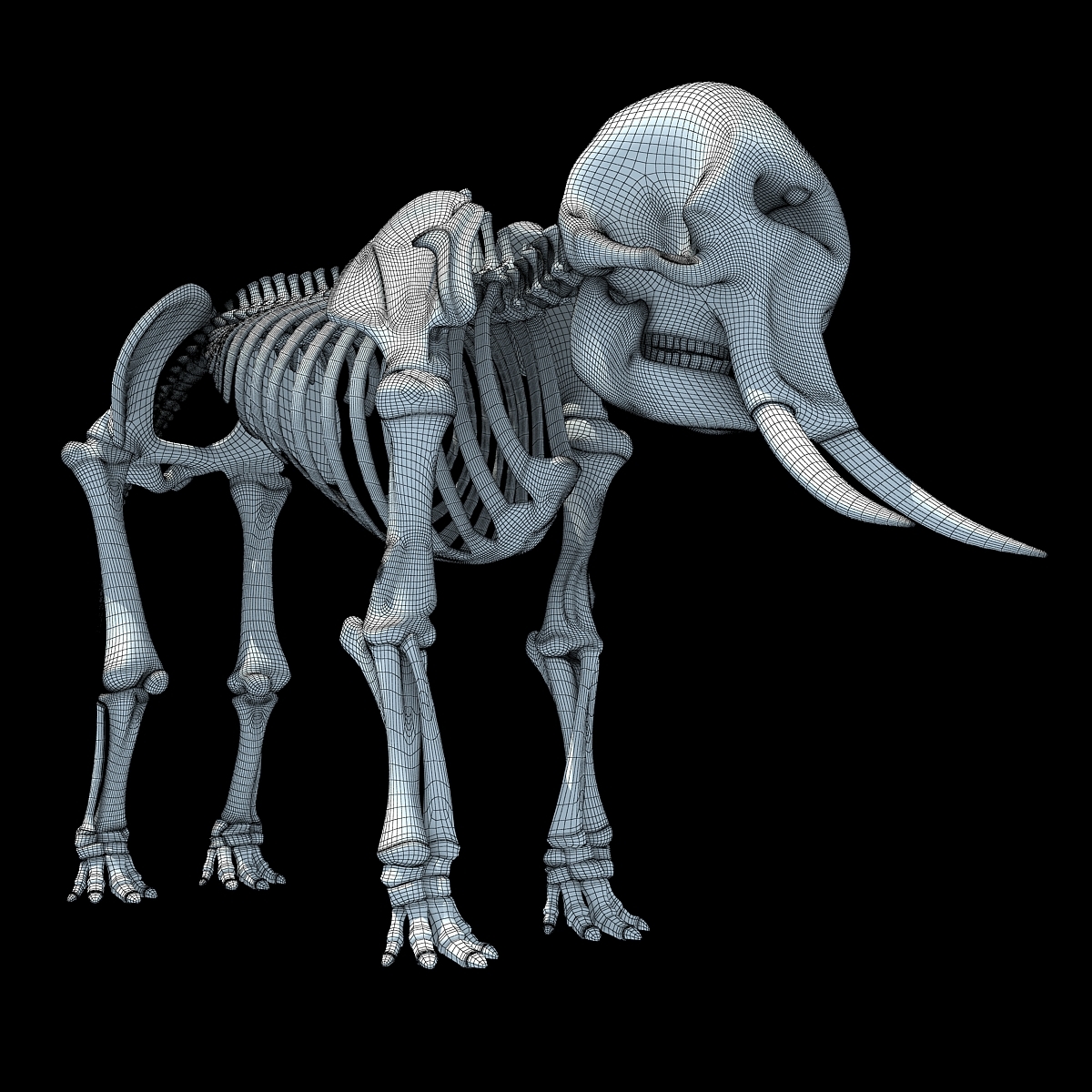 非洲大象骨架3d模型