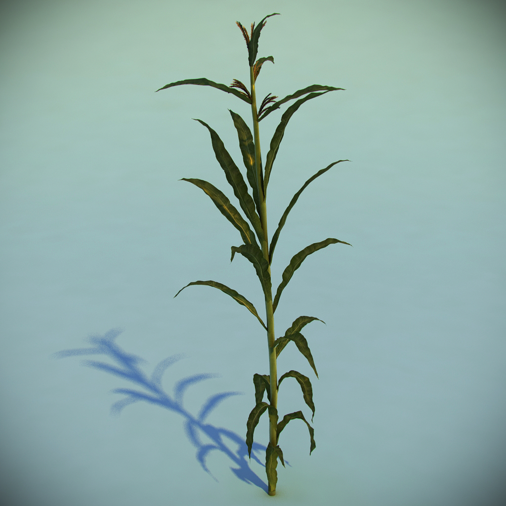 corn plant