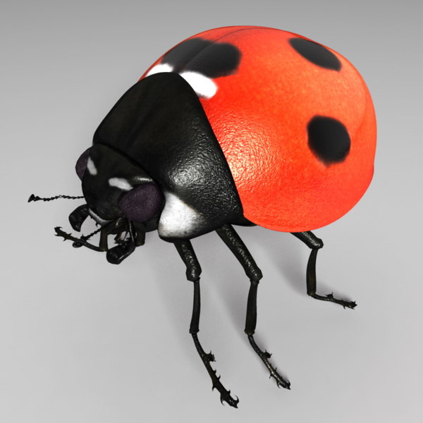 ladybug