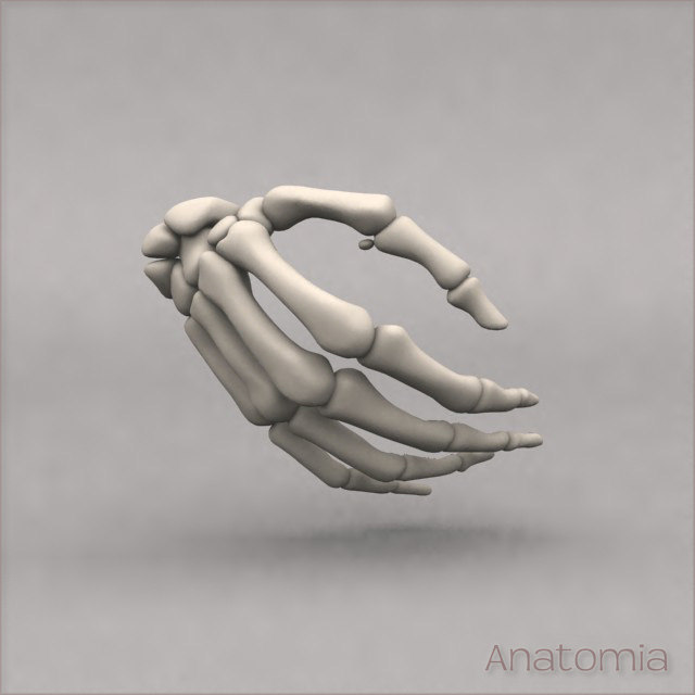 skeletonbone,skeletonsled 3d male human hand skeleton bone model