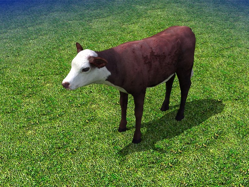 calf cow 3d model