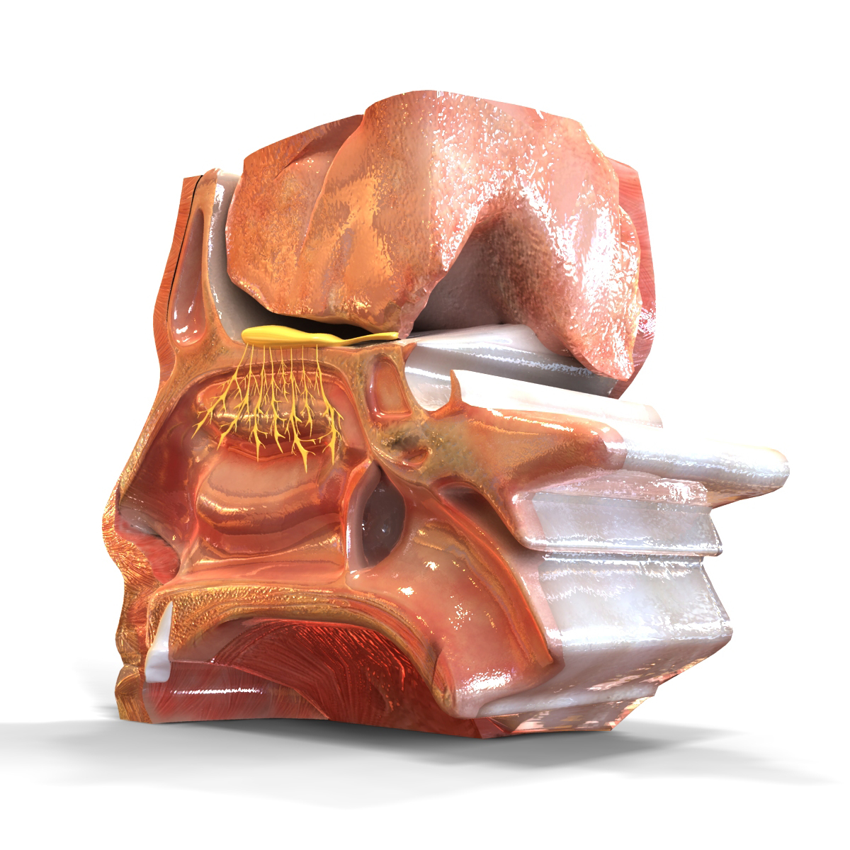 鼻子解剖学3d模型