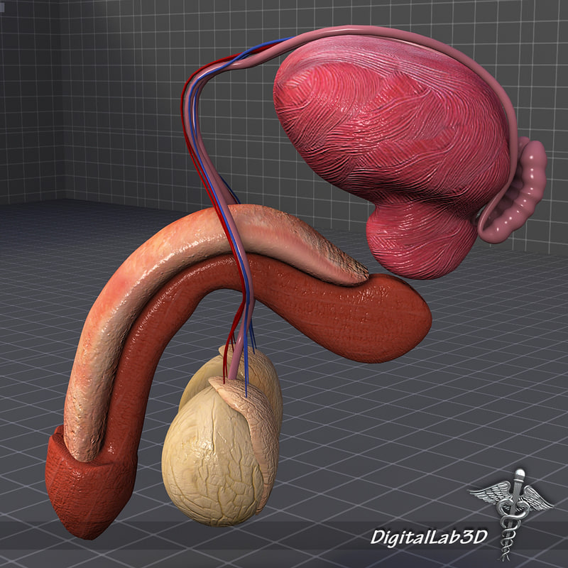 Human penis anatomy