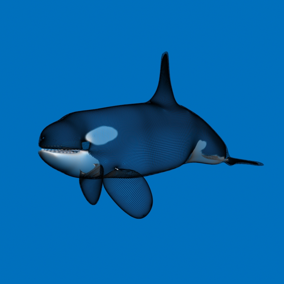 killer whale