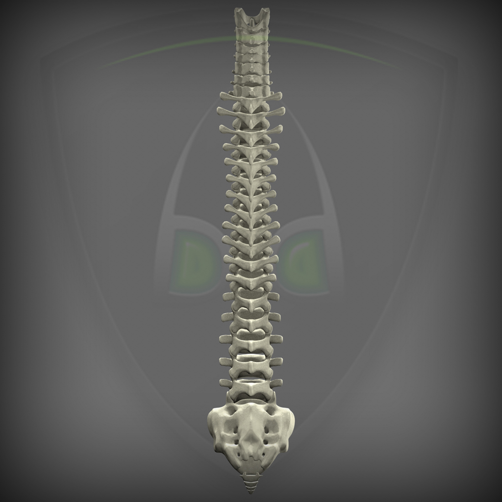 脊柱有肋骨3d模型