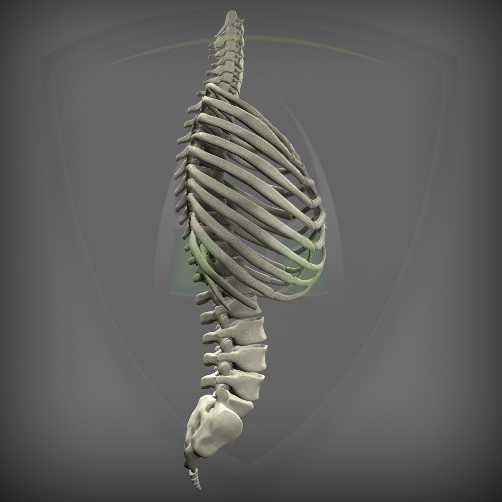 脊柱有肋骨3d模型