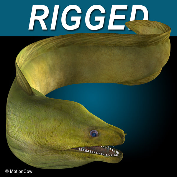 moray eel