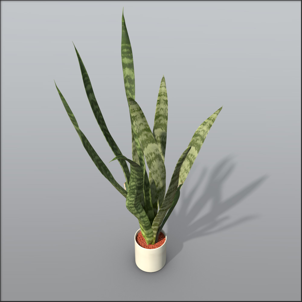 snake plant