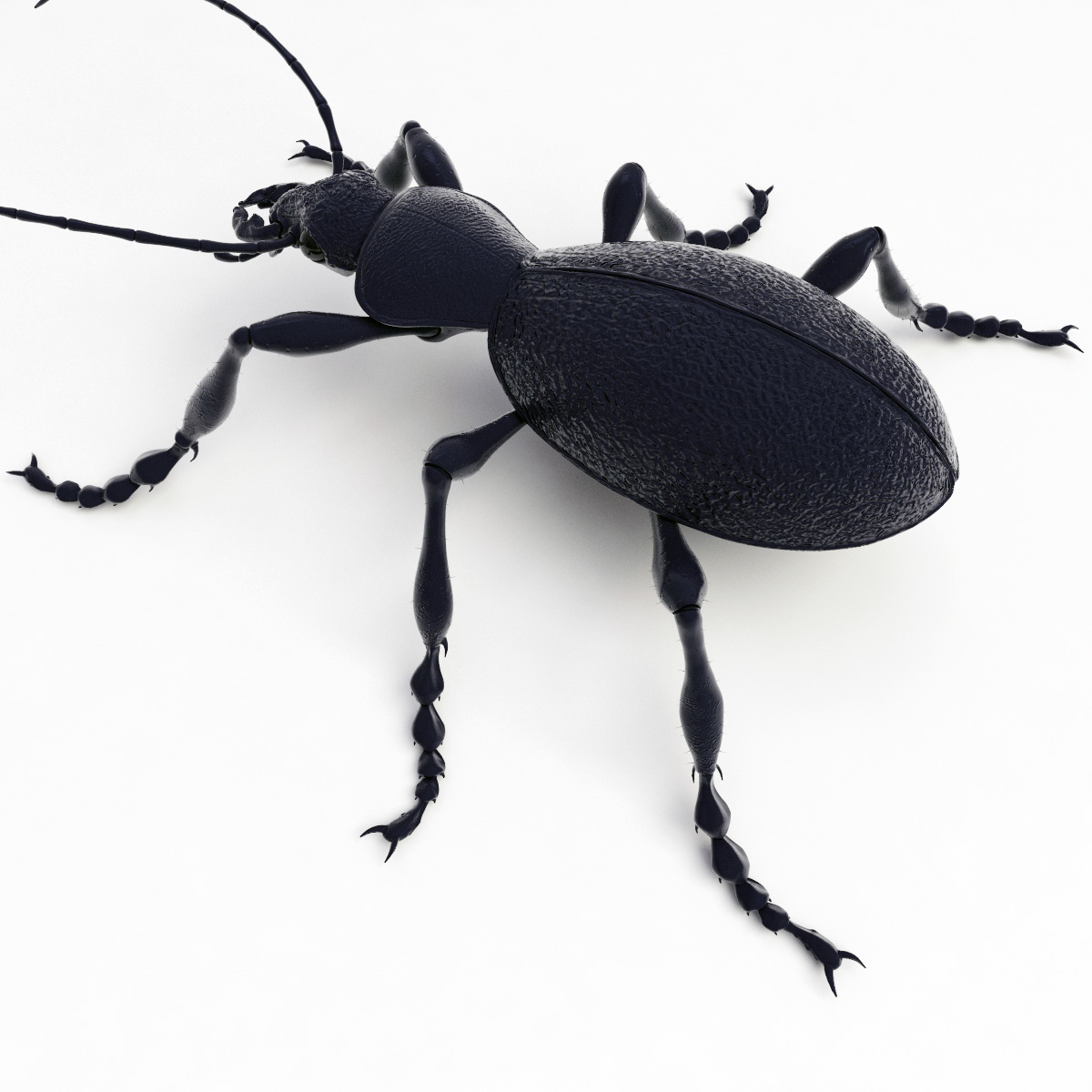 ground beetle