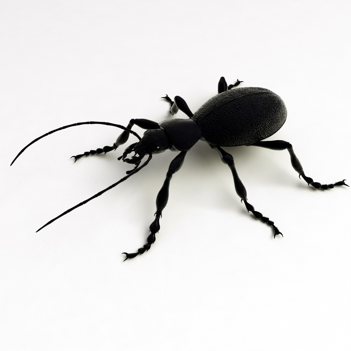 ground beetle