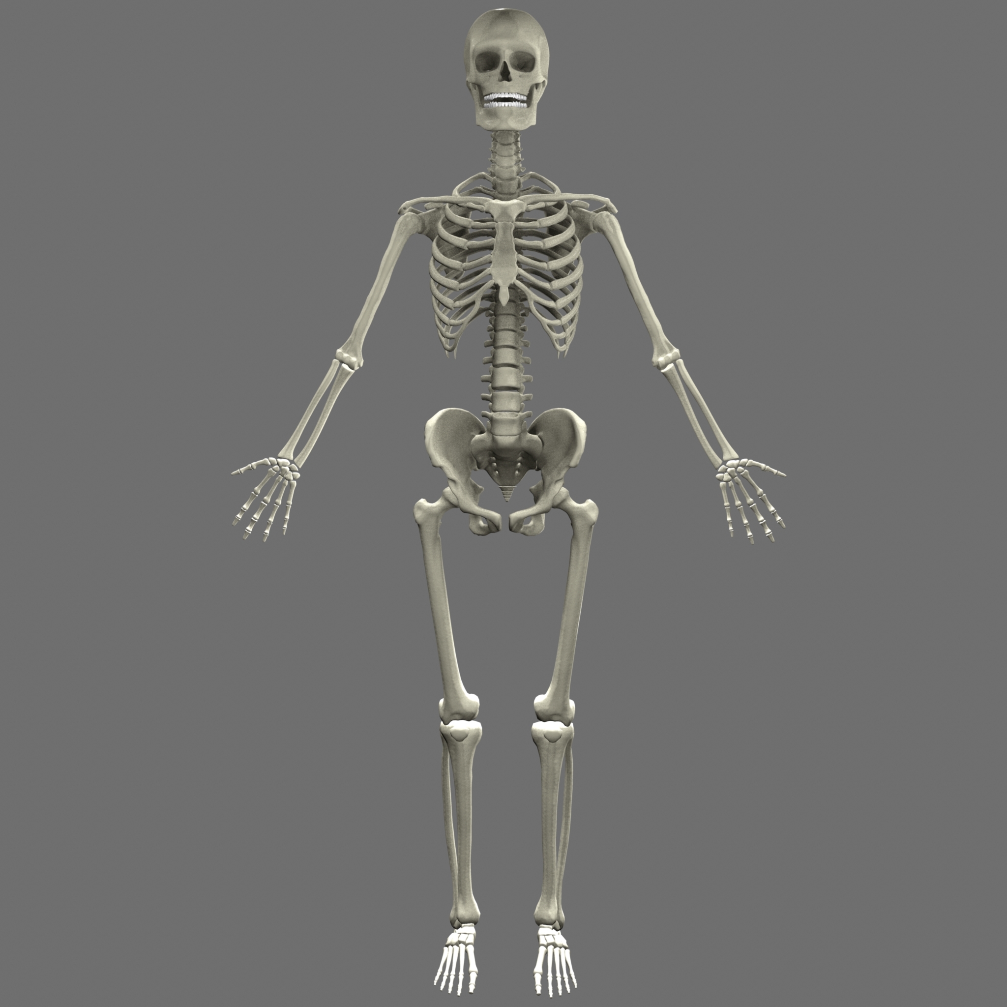影视级人体骨骼模型 有精细绑定- 3D资源网-国内最丰富的3D模型资源分享交流平台