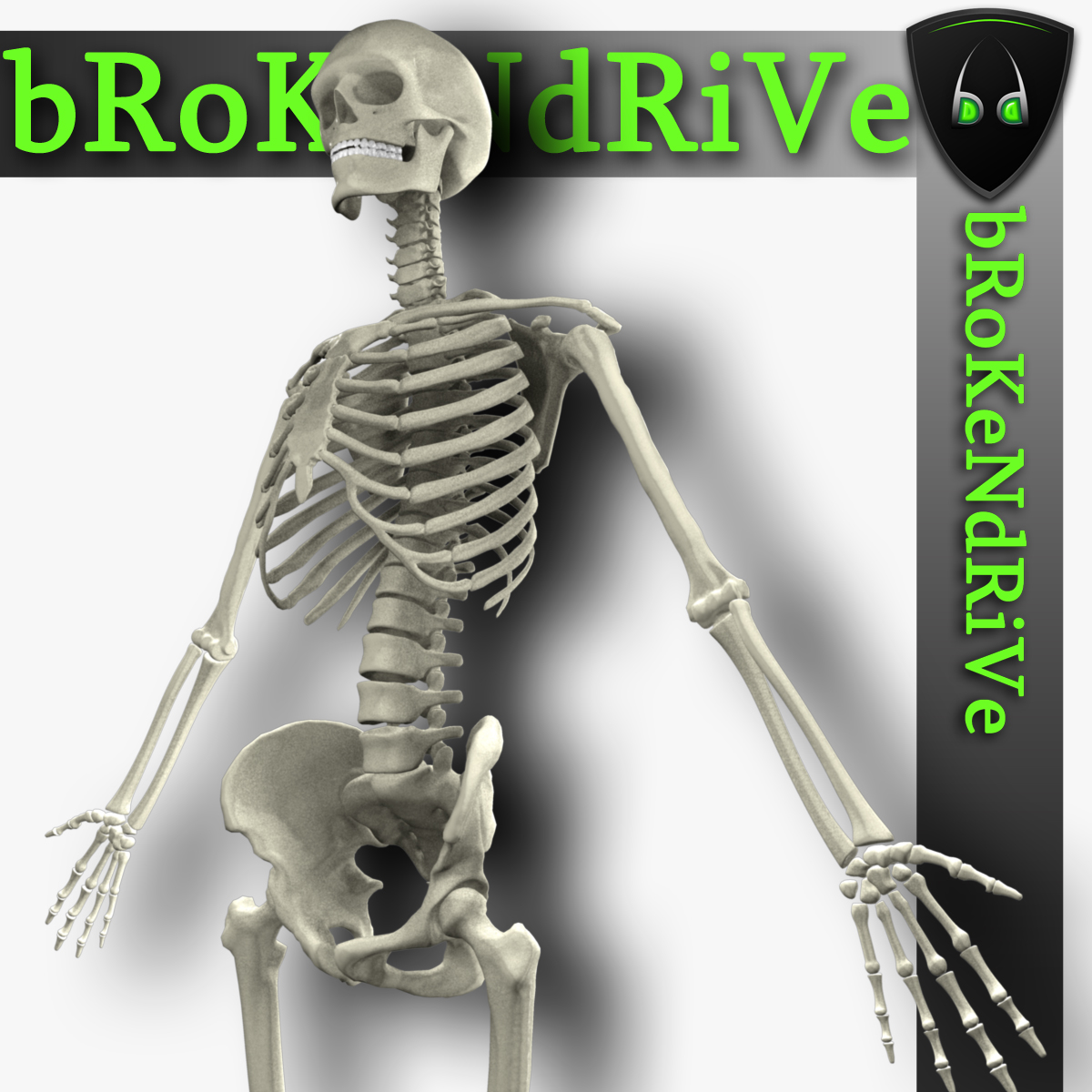 人体骨骼3d模型