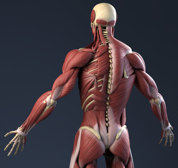 3d Model Realistic Anatomy Skeleton Muscles