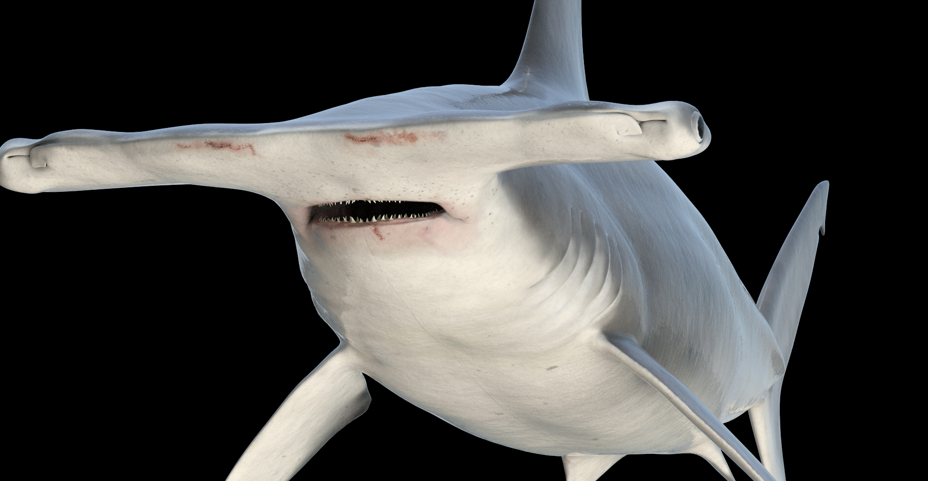 hammerhead shark