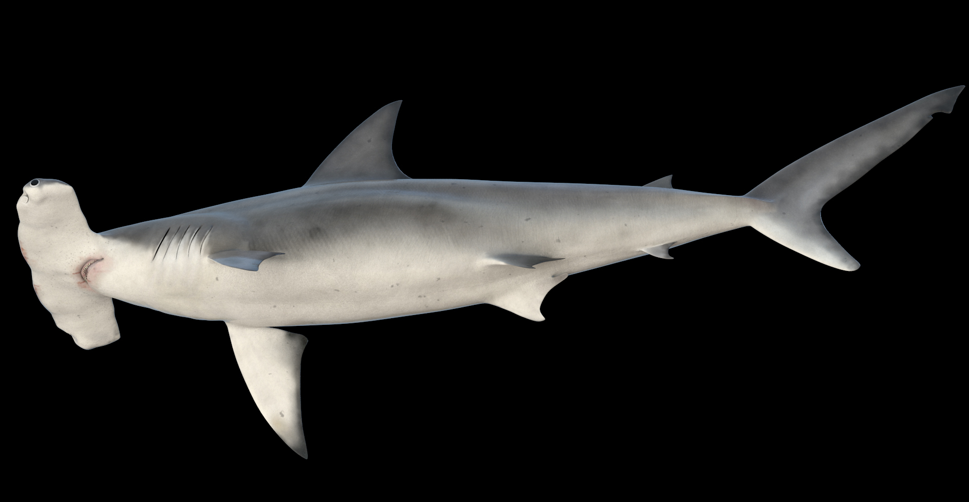 hammerhead shark,Mako shark hammerhead shark