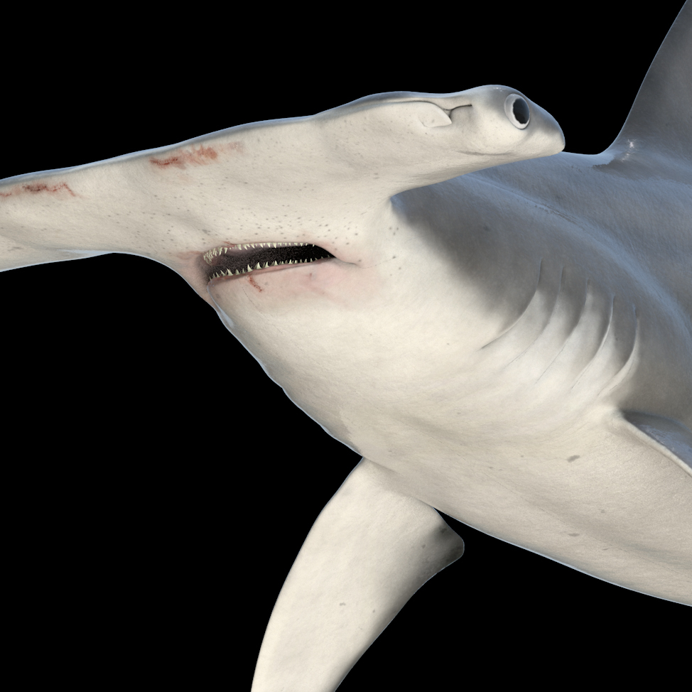 hammerhead shark