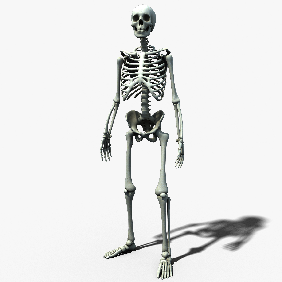 3 Скелета