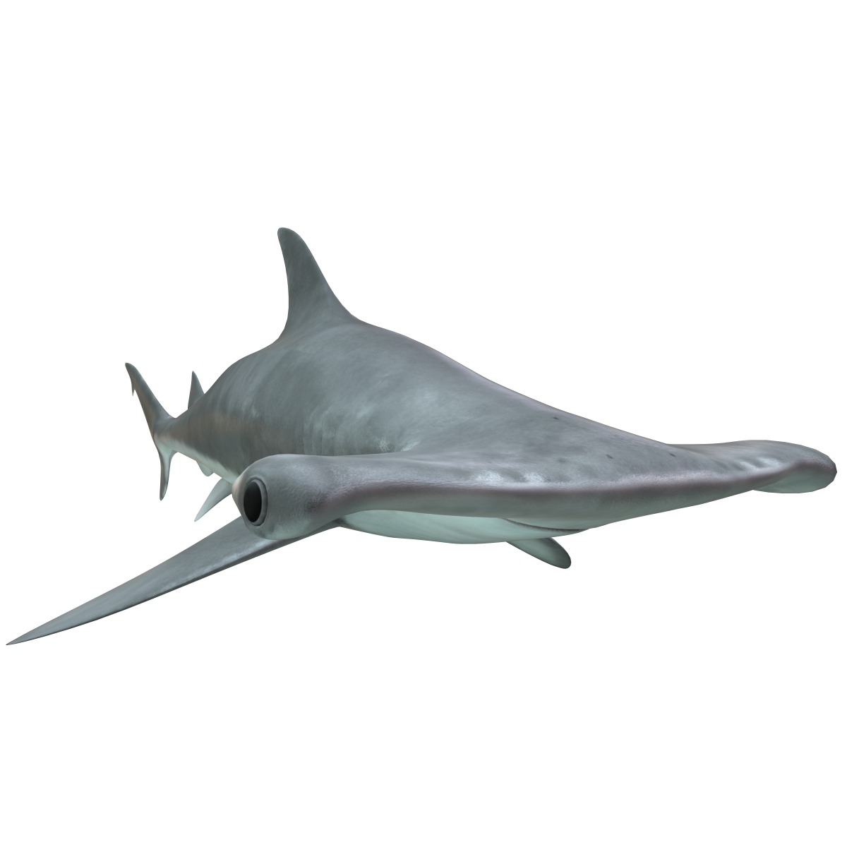 shark 5 sawfish mako 3d max