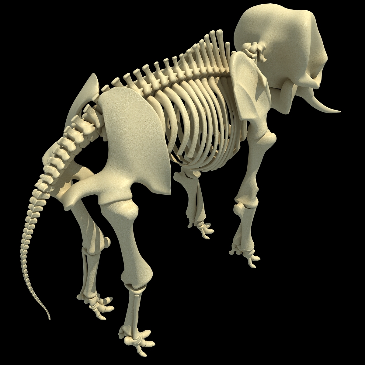 亚洲大象骨架3d模型