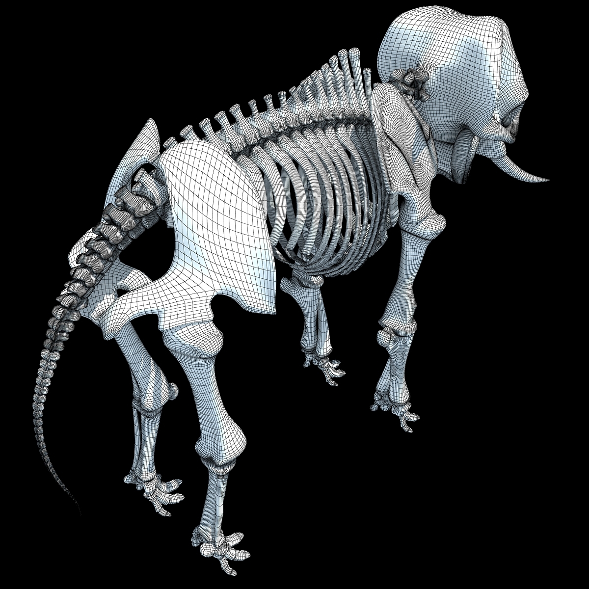 亚洲大象骨架3d模型