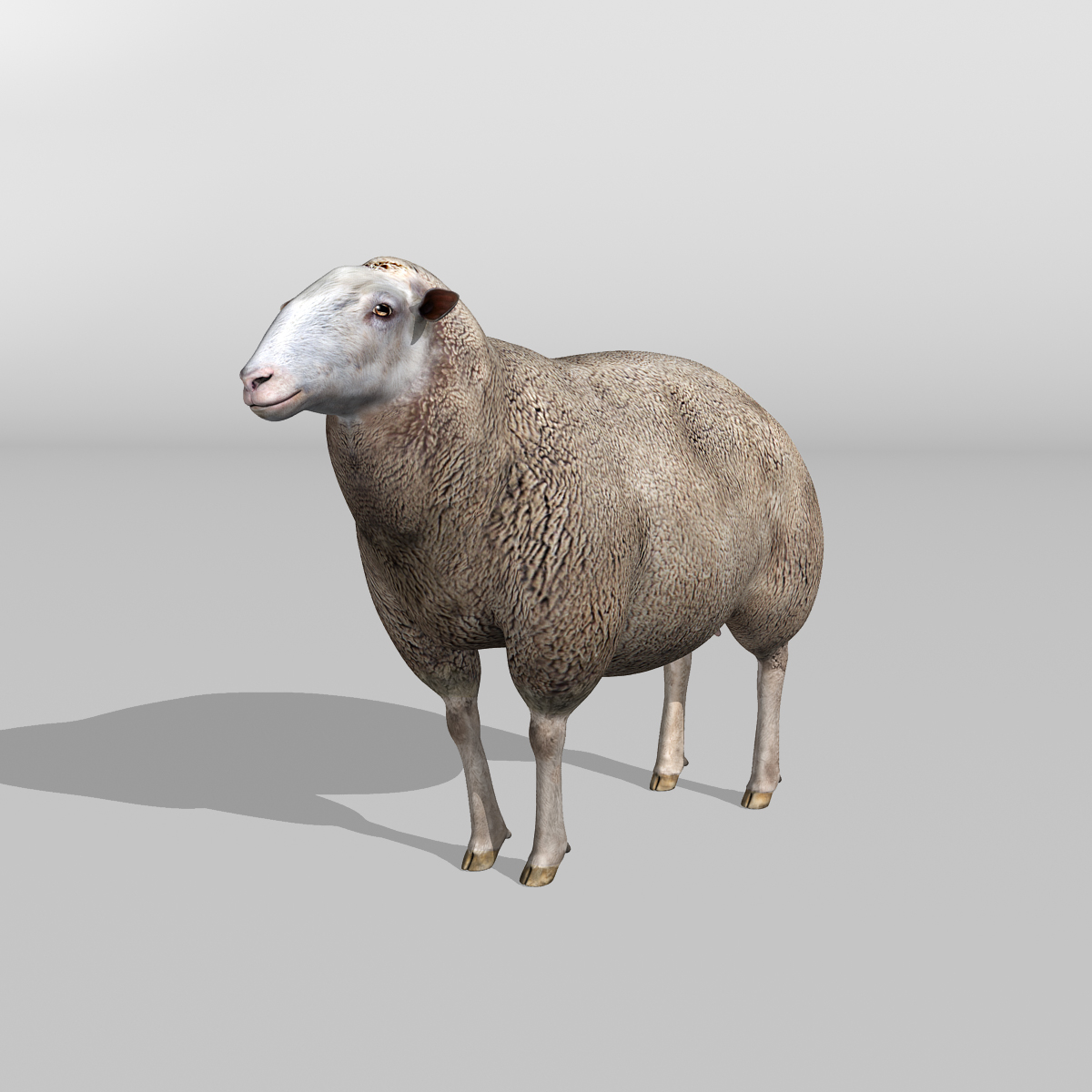 sheep