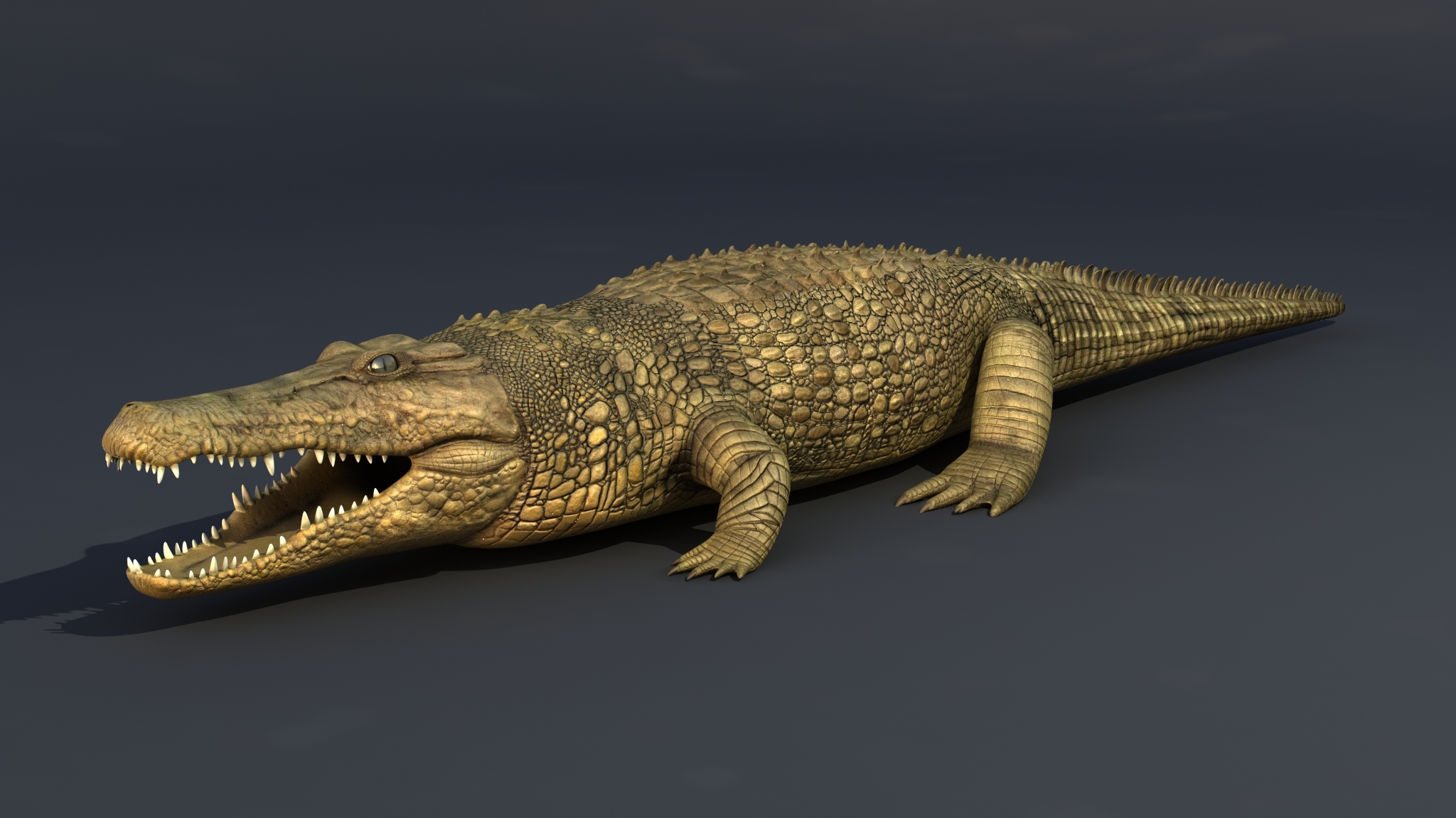 crocodile