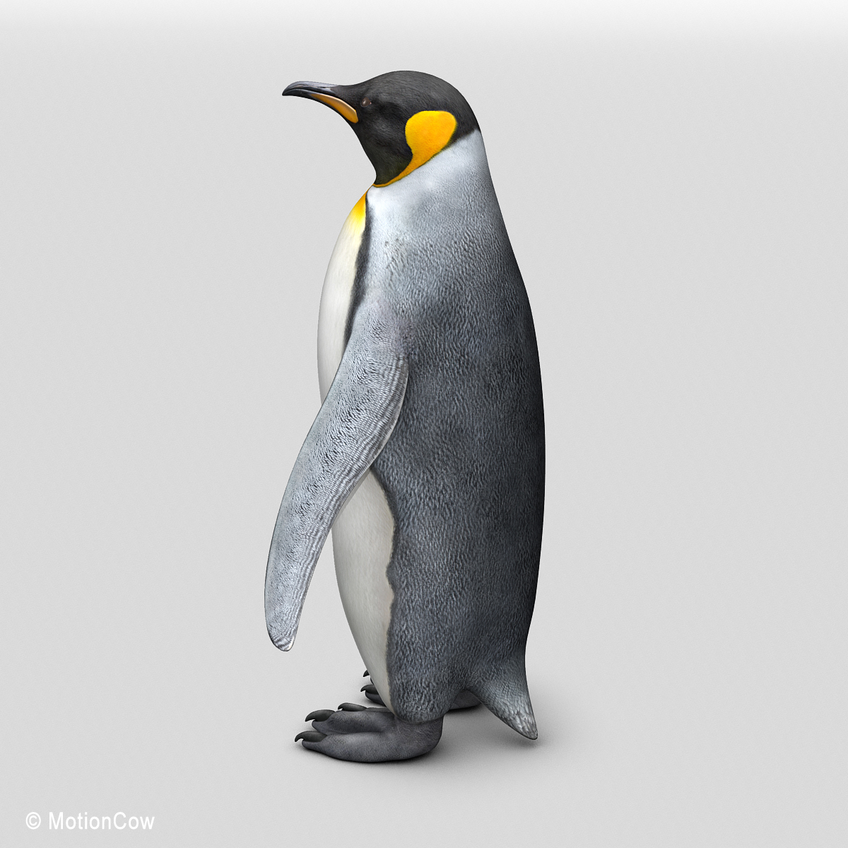 penguin ( king )