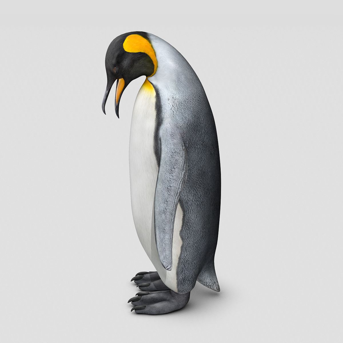 penguin ( king )